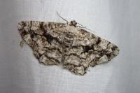 Peribatodes umbraria umbraria