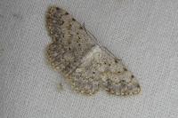Scopula submutata roseonitens