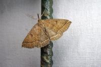 Polypogon plumigeralis
