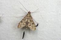 Dolicharthria bruguieralis