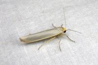 Eilema caniola