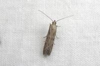 Phycitodes inquinatella
