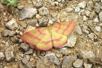 Rhodostrophia calabra