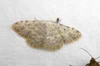 Scopula submutata roseonitens