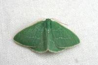 Xenochlorodes olympiaria