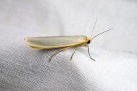 Eilema caniola