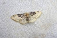Idaea filicata
