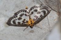 Anania hortulata