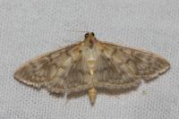 Patania ruralis