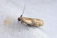 Phycita