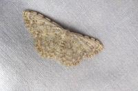 Scopula submutata roseonitens