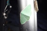 Xenochlorodes olympiaria
