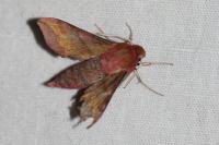 Deilephila porcellus
