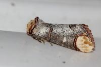 Phalera bucephala