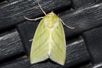 Pseudoips prasinanus
