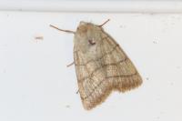 Charanyca trigrammica