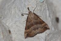 Hypena proboscidalis