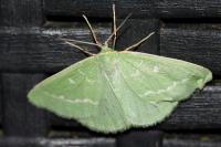 Thetidia smaragdaria