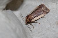 Ochropleura plecta