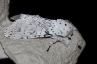 Cerura erminea
