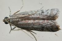 Ephestia
