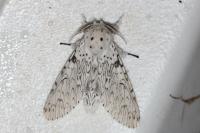 Cerura erminea