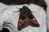 Euplexia lucipara
