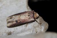 Axylia putris