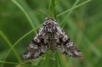 Pachetra sagittigera