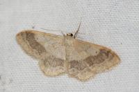 Idaea aversata