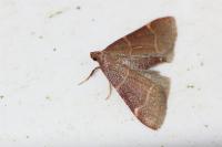 Hypsopygia glaucinalis