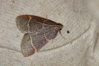 Hypsopygia glaucinalis