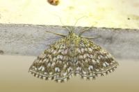 Scopula tessellaria