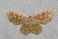 Hydrelia flammeolaria