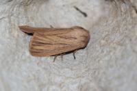 Mythimna pudorina