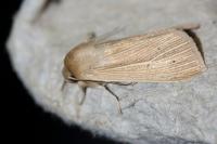 Mythimna pallens