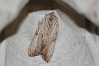 Apamea lithoxylaea