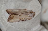 Apamea lithoxylaea