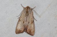 Apamea lithoxylaea