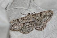 Peribatodes rhomboidaria rhomboidaria