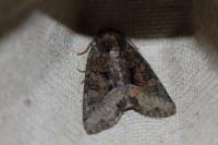 Oligia