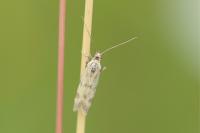 Homoeosoma sinuella