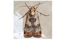 Epilecta linogrisea
