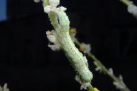 Cucullia thapsiphaga