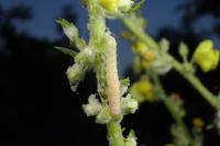 Cucullia thapsiphaga