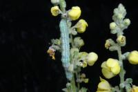 Cucullia thapsiphaga