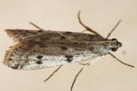 Phycitodes