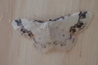 Idaea trigeminata