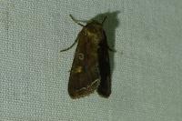 Lacanobia oleracea