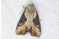Lateroligia ophiogramma